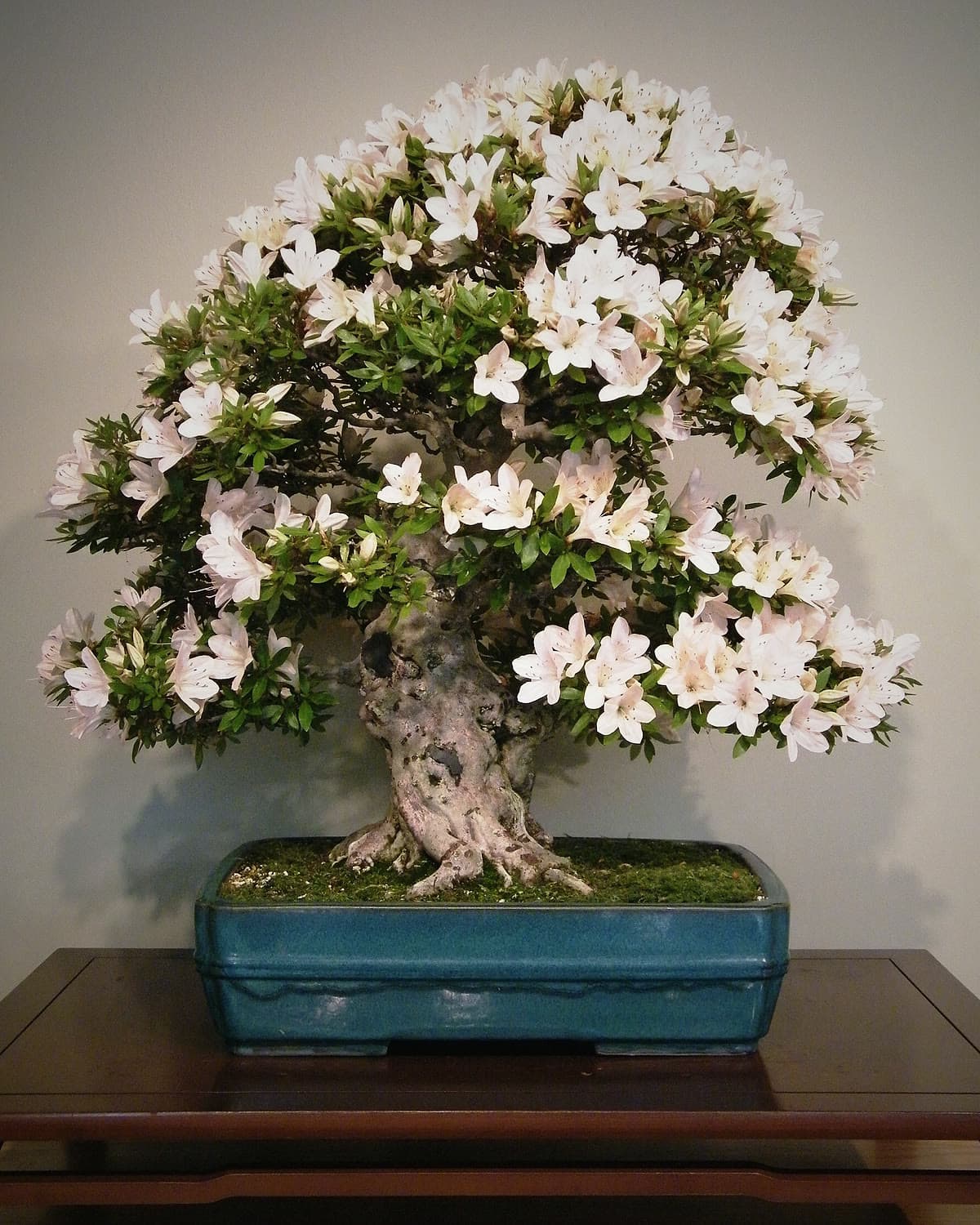 Azalea bonsai in full white and pink bloom in a blue pot