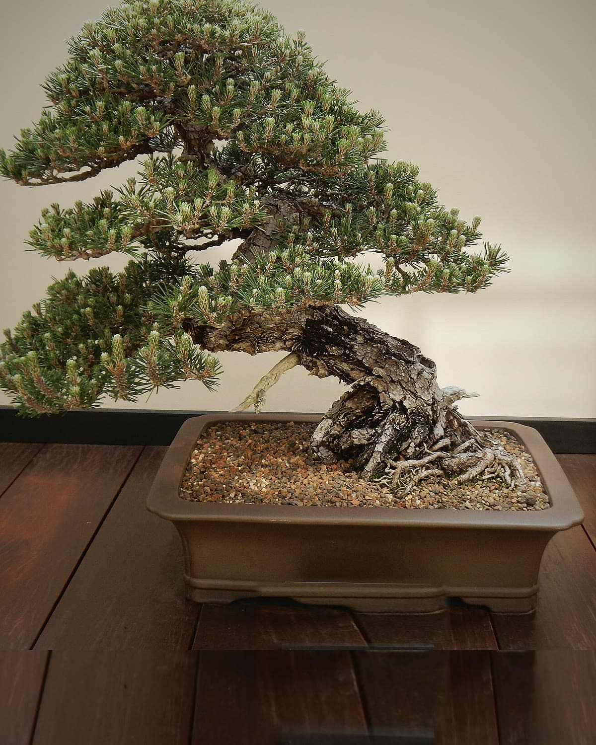 Japanese black pine bonsai in a large brown pot