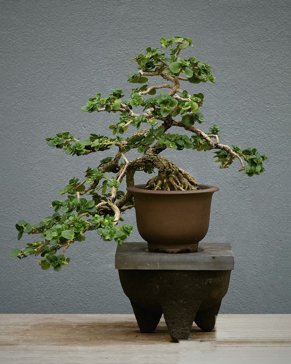 Cascade style bonsai on a dark stand