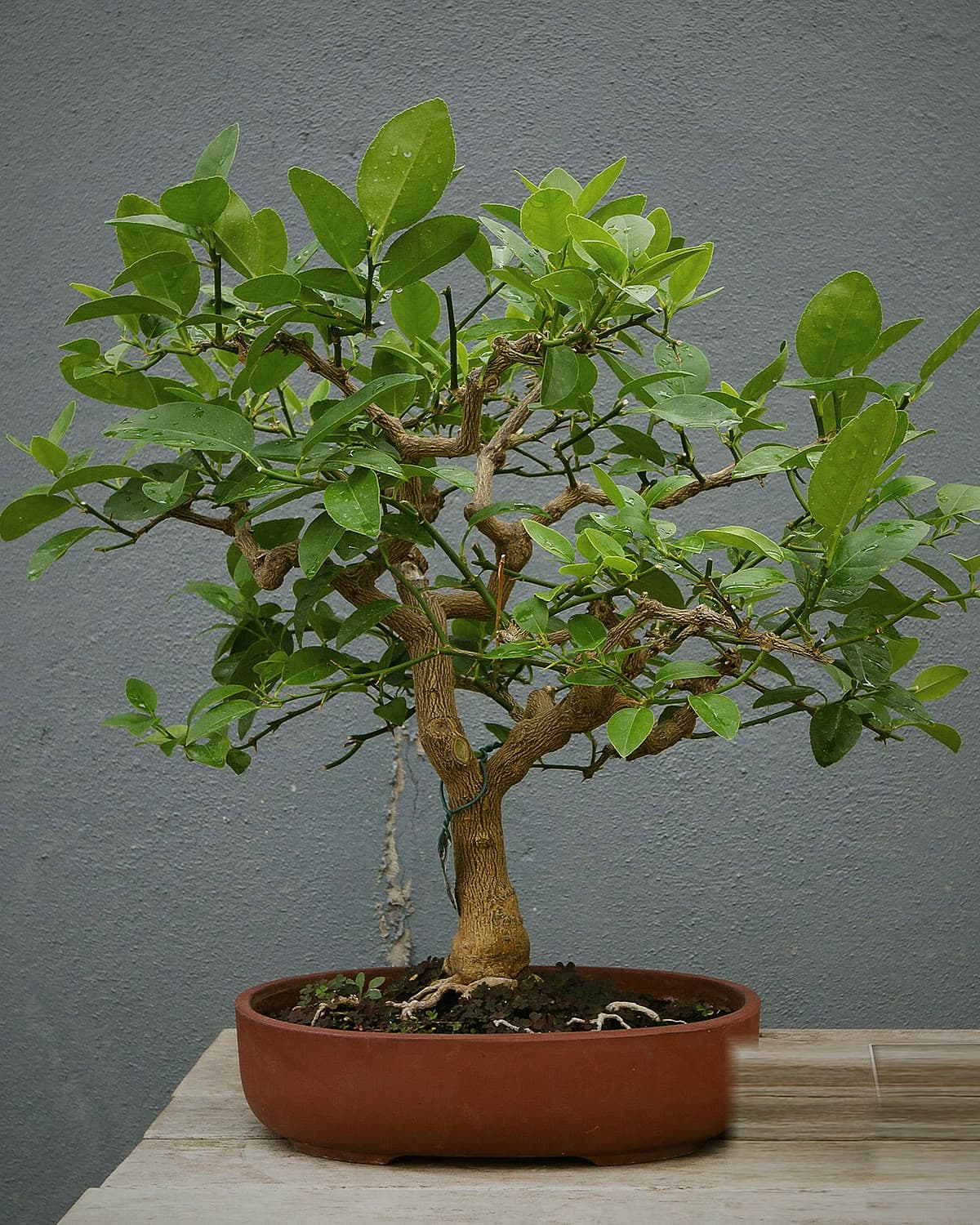 Small citrus bonsai in a terracotta pot