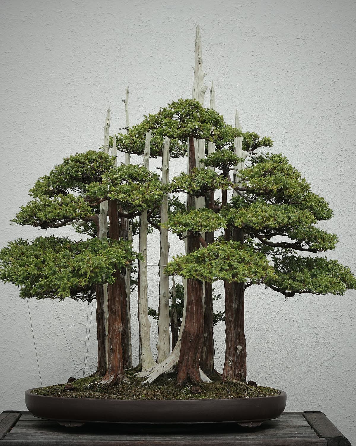 Forest planting of many juniper trees on a single tray