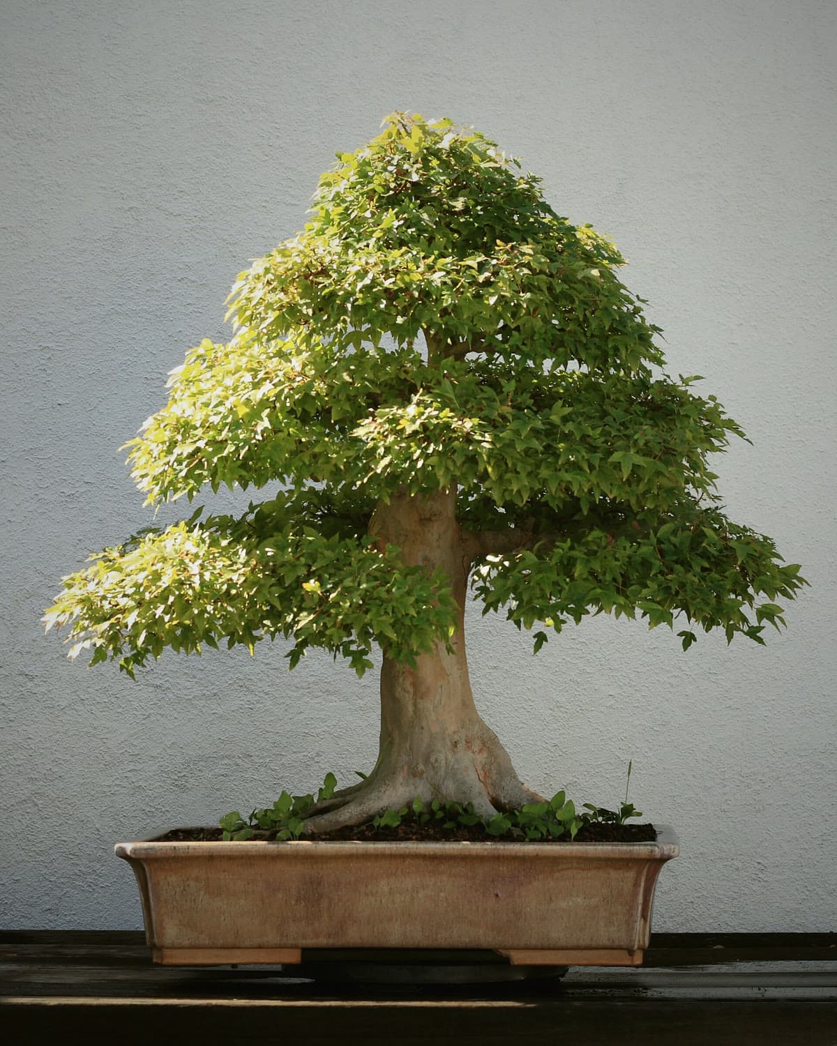 Trident maple bonsai with a broad trunk in a shallow pot