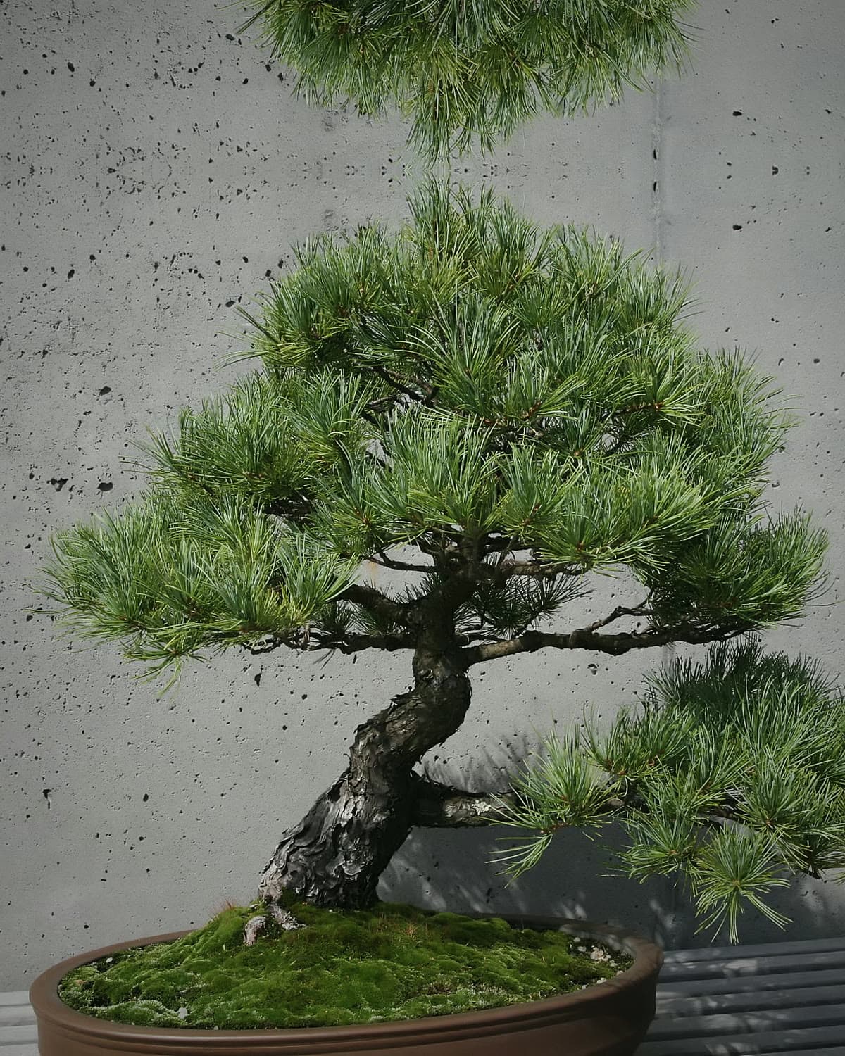 Japanese white pine bonsai against a concrete wall